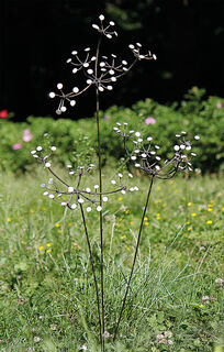 Pics de jardin - set floral "Fleurs blanches", 3 pièces